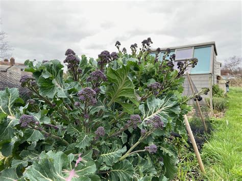 How to grow organic purple sprouting broccoli and cook it | Jack ...