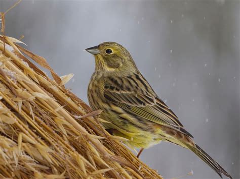 Yellowhammer Bird Facts (Emberiza citrinella) | Birdfact