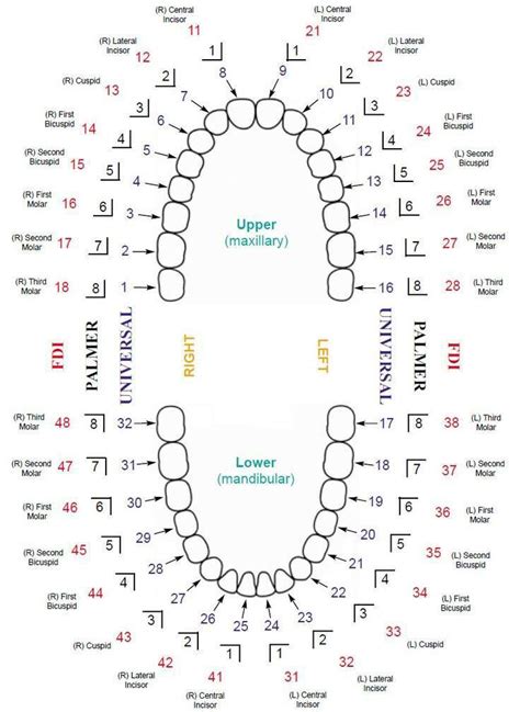 Odontograma | Dental anatomy, Dental charting, Dental hygiene student