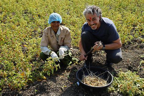 Ashwagandha, The King of Herbs | Medicine Hunter