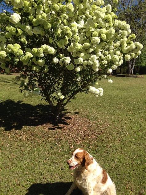 Snowball Bush Plant Care & Growing Basics: Water, Light, Soil ...