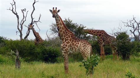 SOUTH AFRICA giraffes, Kruger national park (hd-video) - YouTube