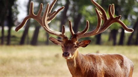 Now, Kashmir's Red Stag on critically endangered species list: 7 ...