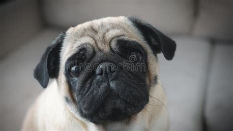 A Cute Pug is Sitting on the Couch. Slow Motion Stock Photo - Image of ...