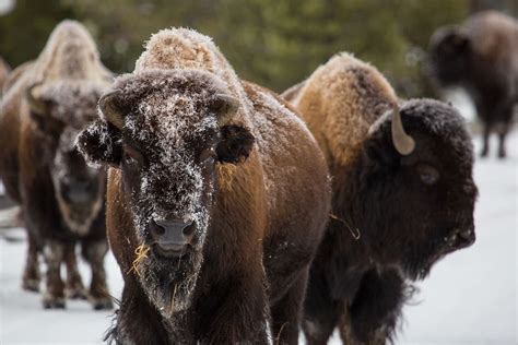 Oklahoma State Animal - American Buffalo, or Bison | Yellowstone national park, Yellowstone ...