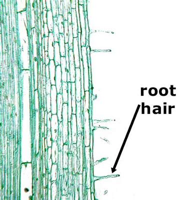 Root Hair Cell Microscope