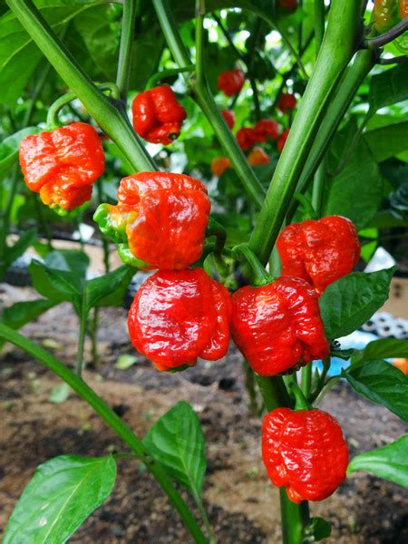 Certifikovaná semena chilli Trinidad Scorpion Moruga originální