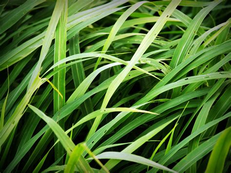 Free photo: Green Tall Grass - Close-up, Color, Field - Free Download - Jooinn