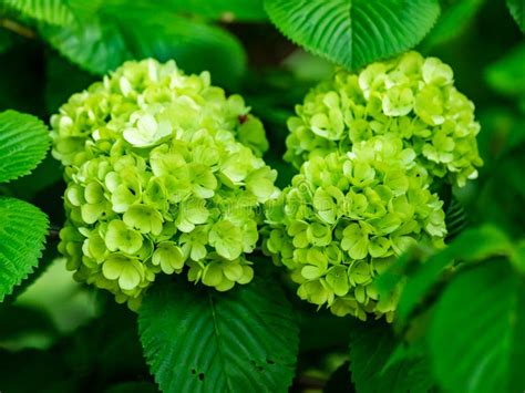 13,331 Hydrangeas Stock Photos - Free & Royalty-Free Stock Photos from Dreamstime