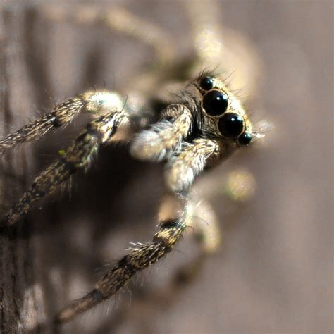 zebra spider | zebra spider | Matt Bilton | Flickr