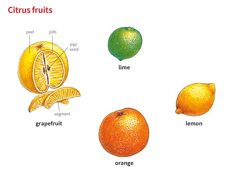 lemon noun - Definition, pictures, pronunciation and usage notes | Oxford Advanced Learner's ...