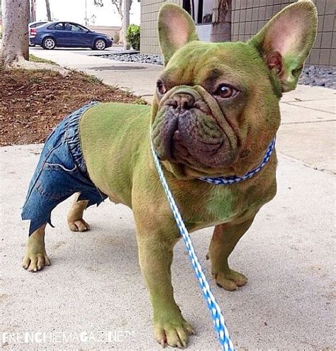 French Bulldog Halloween Costumes, French Bulldog Costume, Diy Dog Costumes, Cute French Bulldog ...