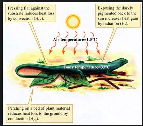 Leopard Gecko - VK & NM | Ectotherms Wiki | FANDOM powered by Wikia