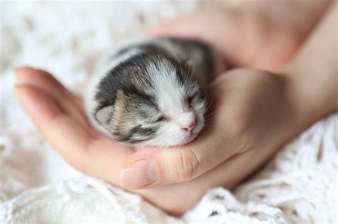 Feeding Kittens, Raising Kittens, Cats And Kittens, Chihuahua Puppy Care, Purebred Cats, Newborn ...