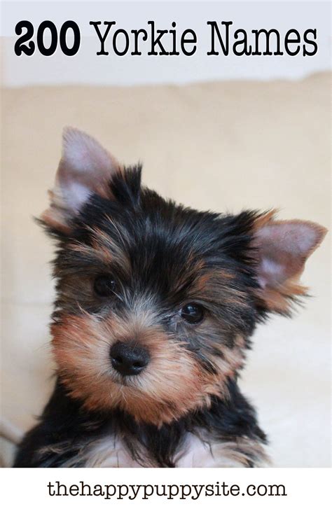 Yorkie Names - 200 Amazing Ideas