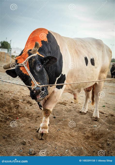 Bull fighting in Fujairah stock photo. Image of closeup - 100209158