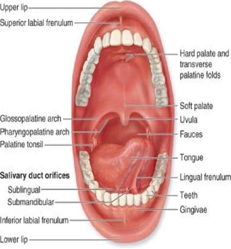 Structure of oral cavity [2] Figure: 3. Schematics of Oral mucosa [2 ...