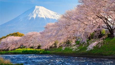 Record early start: Japan's cherry blossom season begins – Weather News