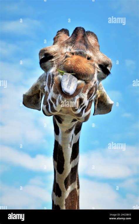 Reticulated Giraffe Face Close Up, Tongue Out Stock Photo - Alamy