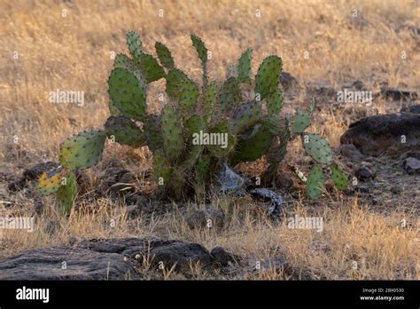 Rabbit ear cactus, Opuntia microdasys, Cactaceae, Satara, Maharashtra ...