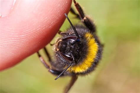 Disappearing bees – countdown to catastrophe or one to watch? | Miss ...