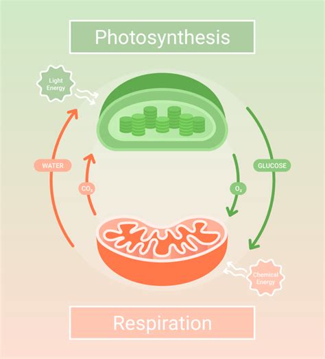 Stages of Photosynthesis and Factors Influencing It - Conduct Science