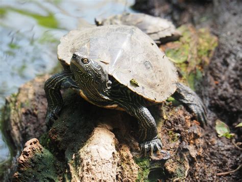 False map turtle (Graptemys pseudogeographica), 2019-08-04 - ZooChat