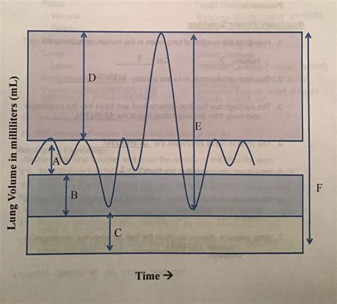 lung volume chart Diagram | Quizlet