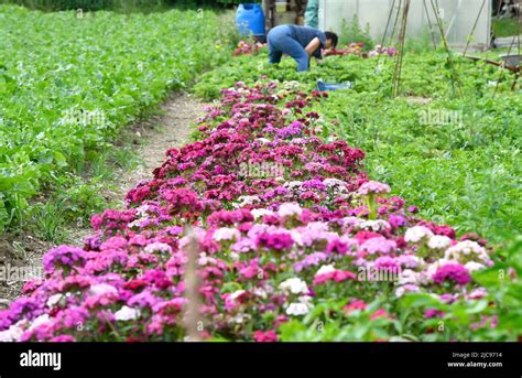 11 June 2022, North Rhine-Westphalia, Mönchengladbach: A gardener takes advantage of the ...