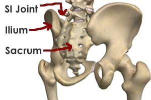 Anatomy of the Sacroiliac Joint - Active Family Chiropractic