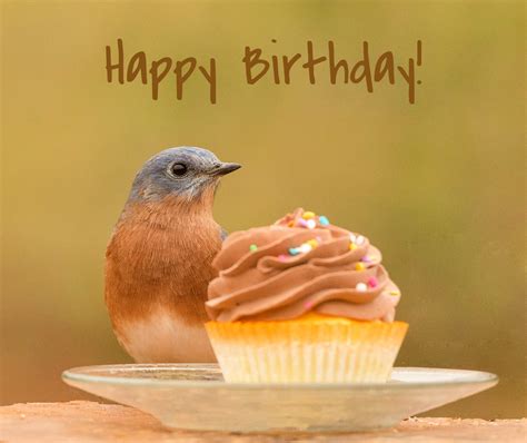 Happy Birthday / Owl – jantrabuephotography.com