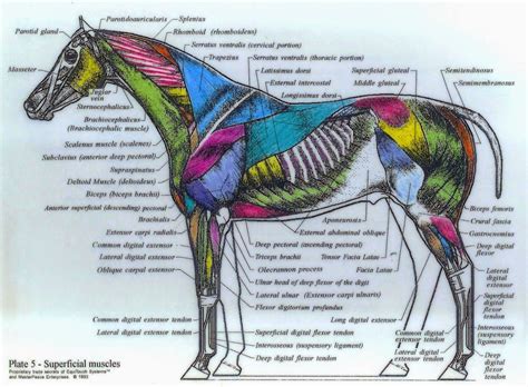 Pin by Leigh Adamson on equine anatomy | Horse anatomy, Dog anatomy, Horses