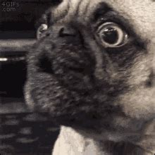 Pug GIFs | Tenor