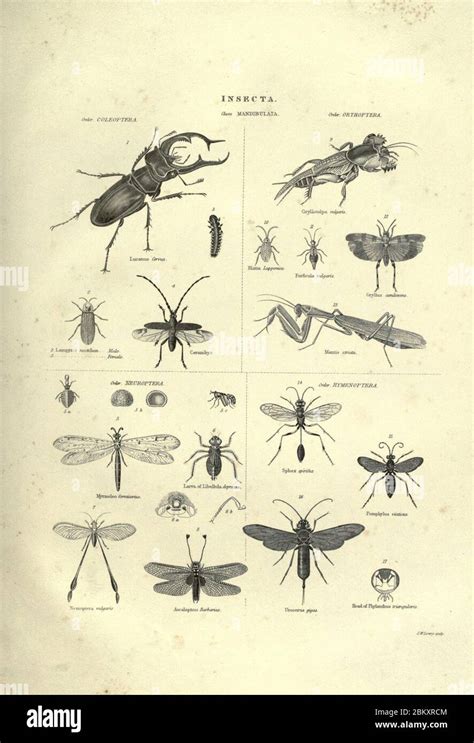 Illustrations of zoology (Plate (72 Stock Photo - Alamy