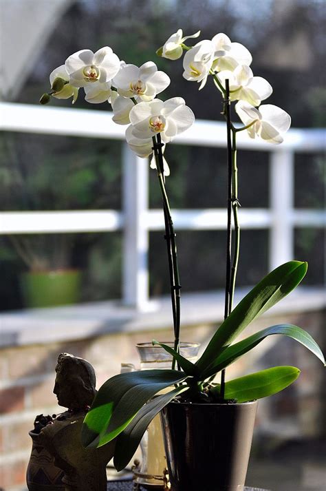 Grow and care Phalaenopsis amabilis orchid - The Lovely Phalaenopsis | Travaldo's blog