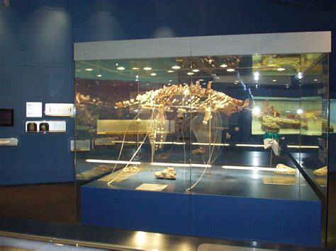 Opal Plesiosaur, Adelaide Museum, Adelaide, South Australia | South australia, Adelaide museum ...