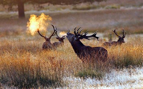 Bull Elk on a Cold Morning, Snow, Elk, Animals, Grass, HD wallpaper ...