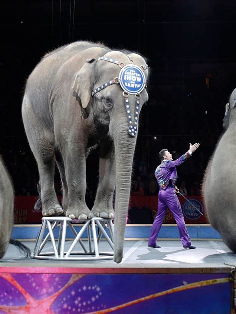 Ringling Brothers Circus Elephants