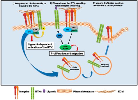 IJMS | Free Full-Text | Guidance of Signaling Activations by Cadherins and Integrins in ...