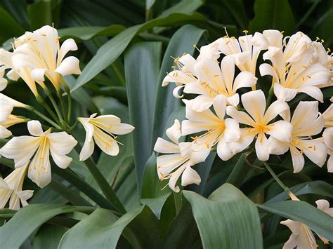 Clivia miniata var. citrina (Yellow Clivia) - World of Flowering Plants