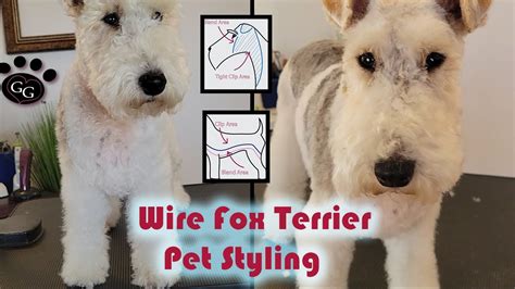 Wire Fox Terrier Pet Trim - Grooming a Wire Fox Terrier - Gina's Grooming - YouTube