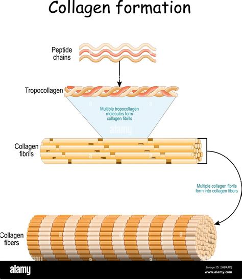 Formation de collagène.Des chaînes peptidiques aux multiples molécules de tropocollagen qui ...