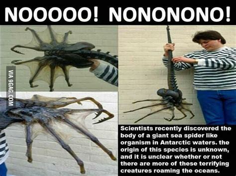 Antarctica Spider crab, NOPE, NOPE, NOPE. - 9GAG