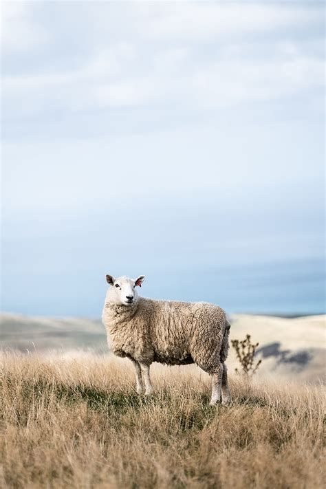 White sheep on field, HD phone wallpaper | Peakpx