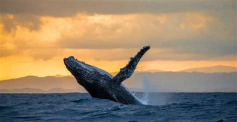 6 Great Whale Watching Tips to see Humpback whales on Hawaii