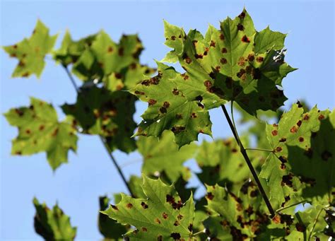 Maple leaves dropping, but maple syrup not at risk