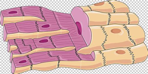 Cardiac muscle cells vector