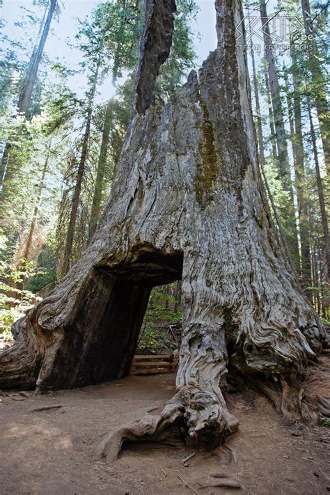 Yosemite - Mariposa Grove - Wawona Tunnel Tree