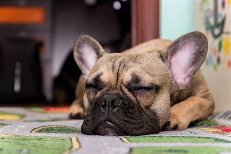 Premium Photo | Portrait of adorable french bulldog dog sleeping on the floor alone.