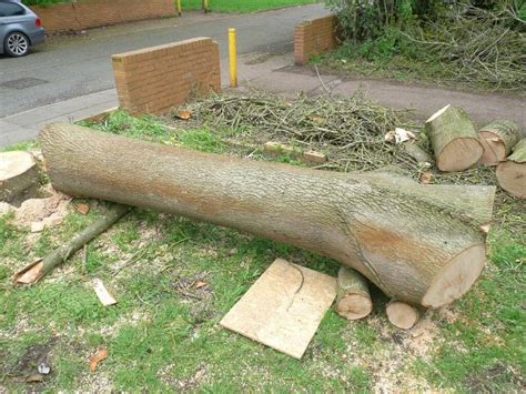 Nice, high quality ash log + around 2 cubic meters of ash firewood. | in Milton Keynes ...